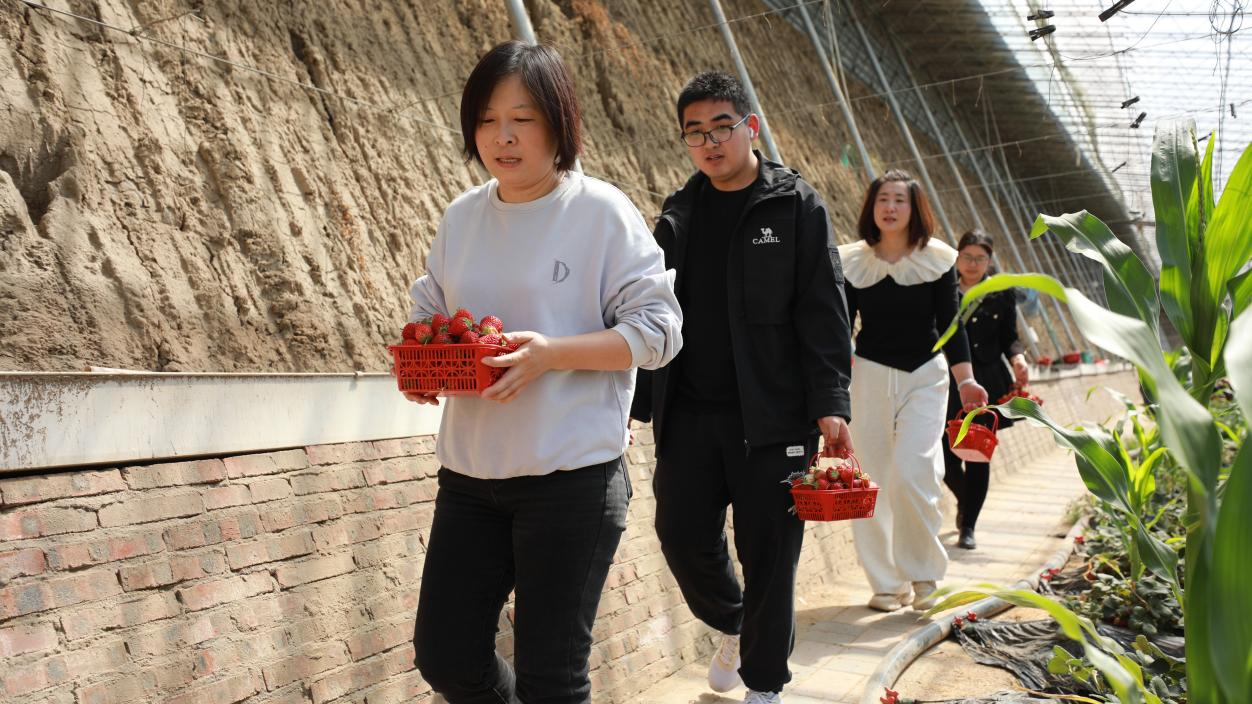 丰南区胥各庄镇岭子上村采摘园，村民在摘草莓。张良摄