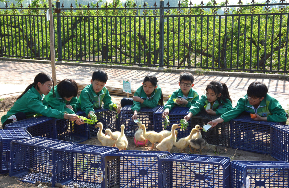 学生正在劳动基地喂幼鹅。胡宇婷摄