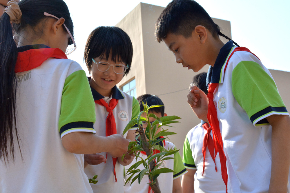 学生们正在观察班级认养小树的生长情况。胡宇婷摄