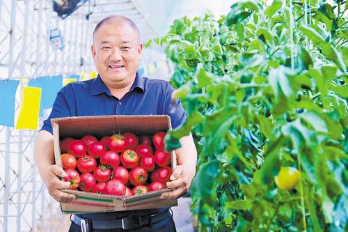 5月8日，宋寿国把刚刚采摘的富硒西红柿分拣装箱。 燕赵农村报记者 郭庆峰摄