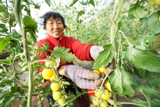 新硕农业基地内，蔬菜产业工人正在收蔬菜。梁志青摄