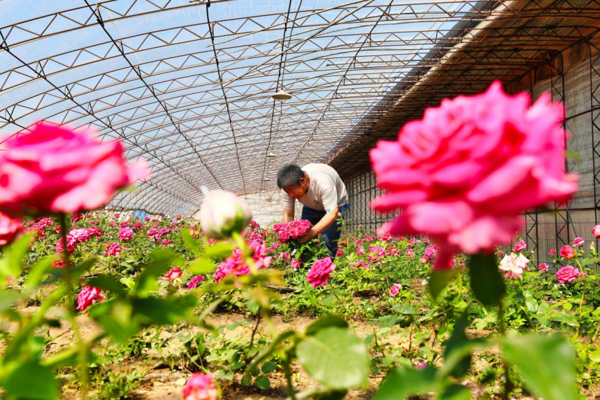 在丰南区大新庄镇柳林三村鲜切花种植基地，农户正忙着采摘鲜花。毕帅摄