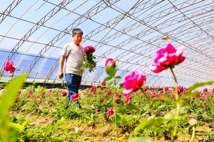 在丰南区大新庄镇柳林三村鲜切花种植基地，农户正忙着采摘鲜花。毕帅摄