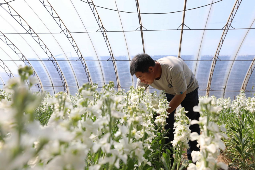 在丰南区大新庄镇柳林三村鲜切花种植基地，农户正忙着采摘鲜花。毕帅摄