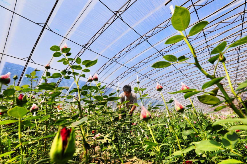在丰南区大新庄镇柳林三村鲜切花种植基地，农户正忙着采摘鲜花。毕帅摄
