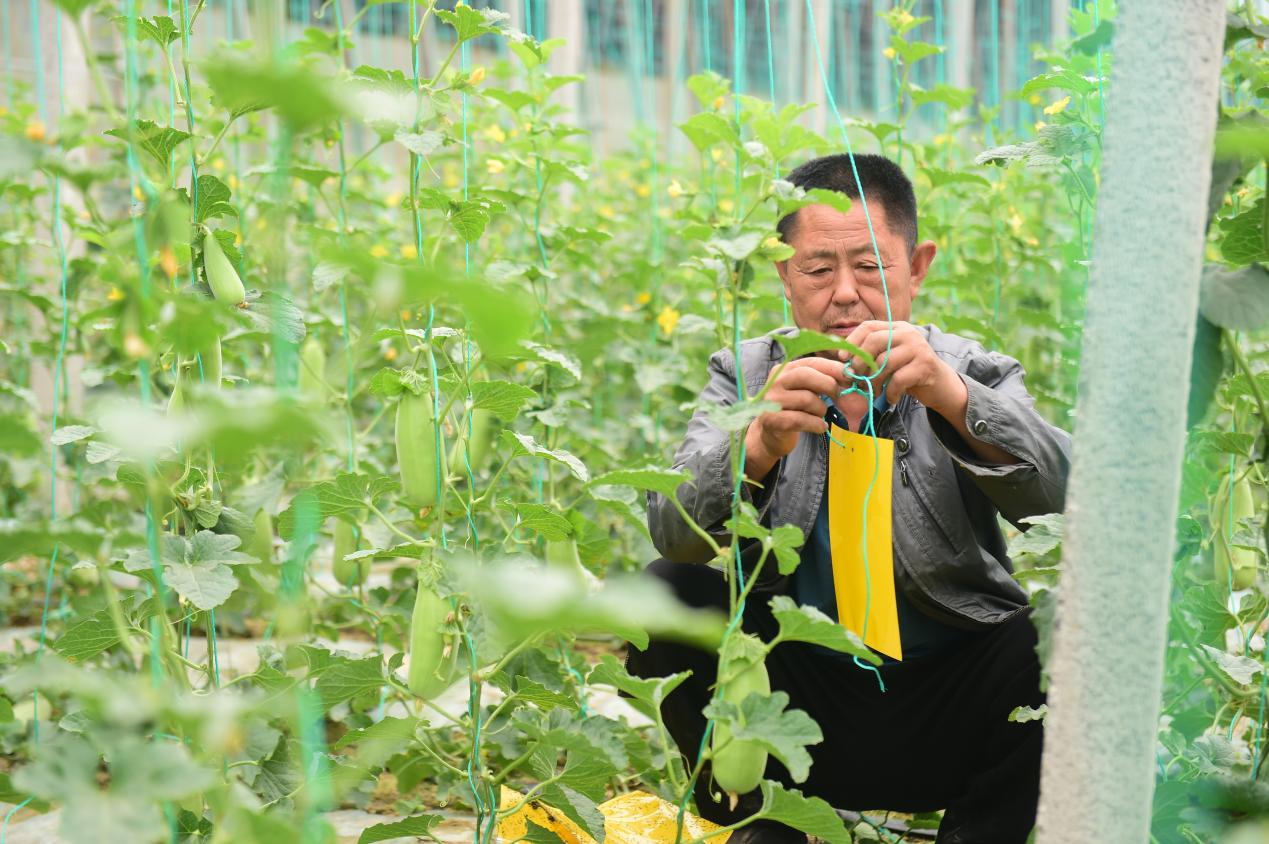 管理人员为甜瓜悬挂粘虫板。傅新春摄