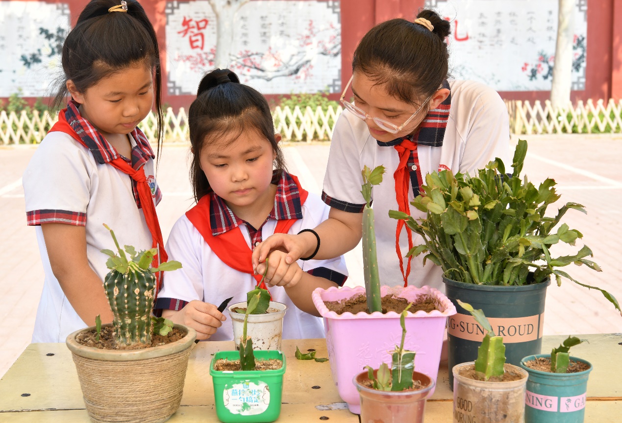 近日，小学生在科技节活动上嫁接蟹爪兰。苑立伟摄