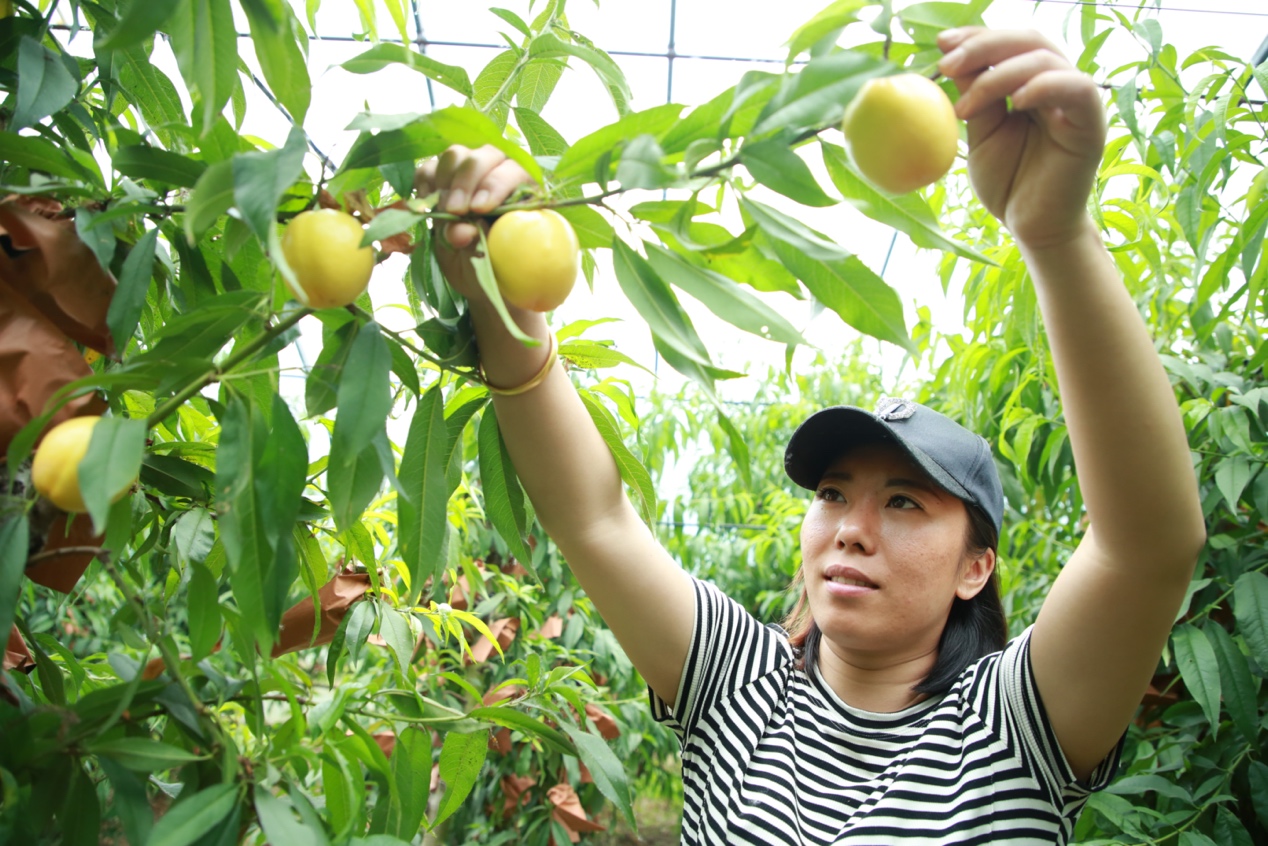 在河北省盐山县薛堂村的蔬菜大棚内，一名游客正在桃树大棚内进行采摘。殷实摄