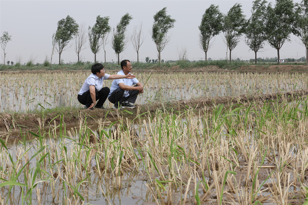6月5日，农民在南堤村的茭白田旁查看长势。田博摄