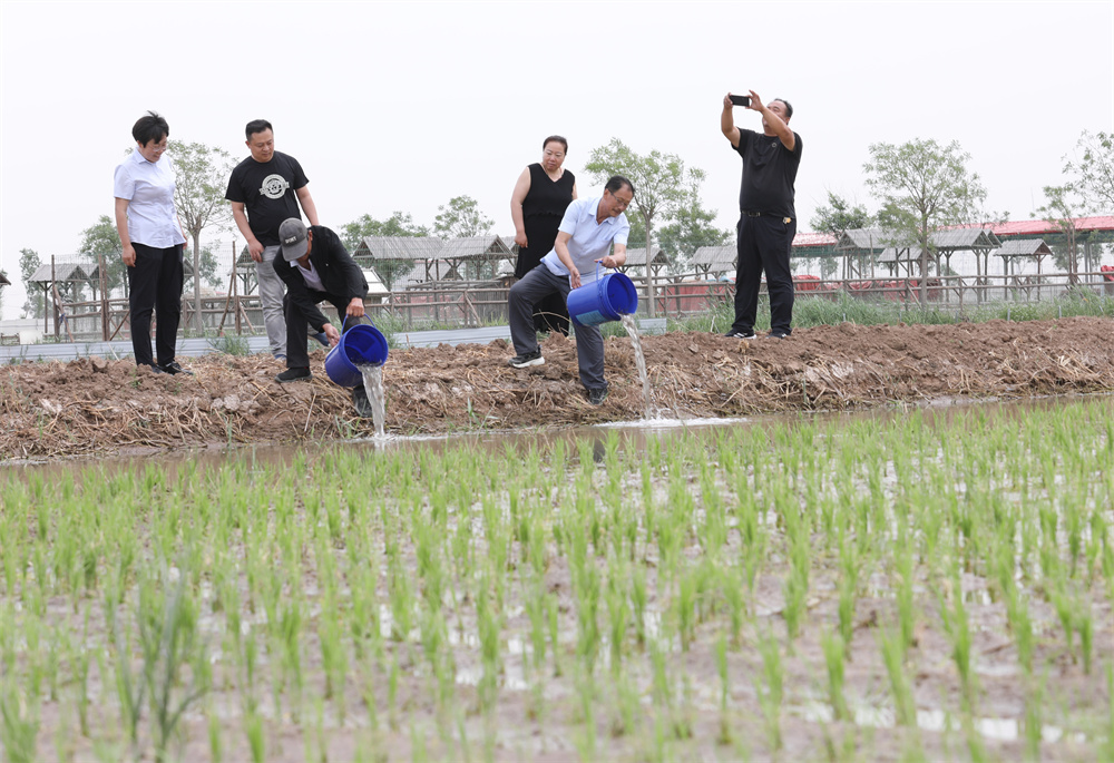 6月5日，农民在南堤村的盐碱稻田放养罗氏沼虾。田博摄