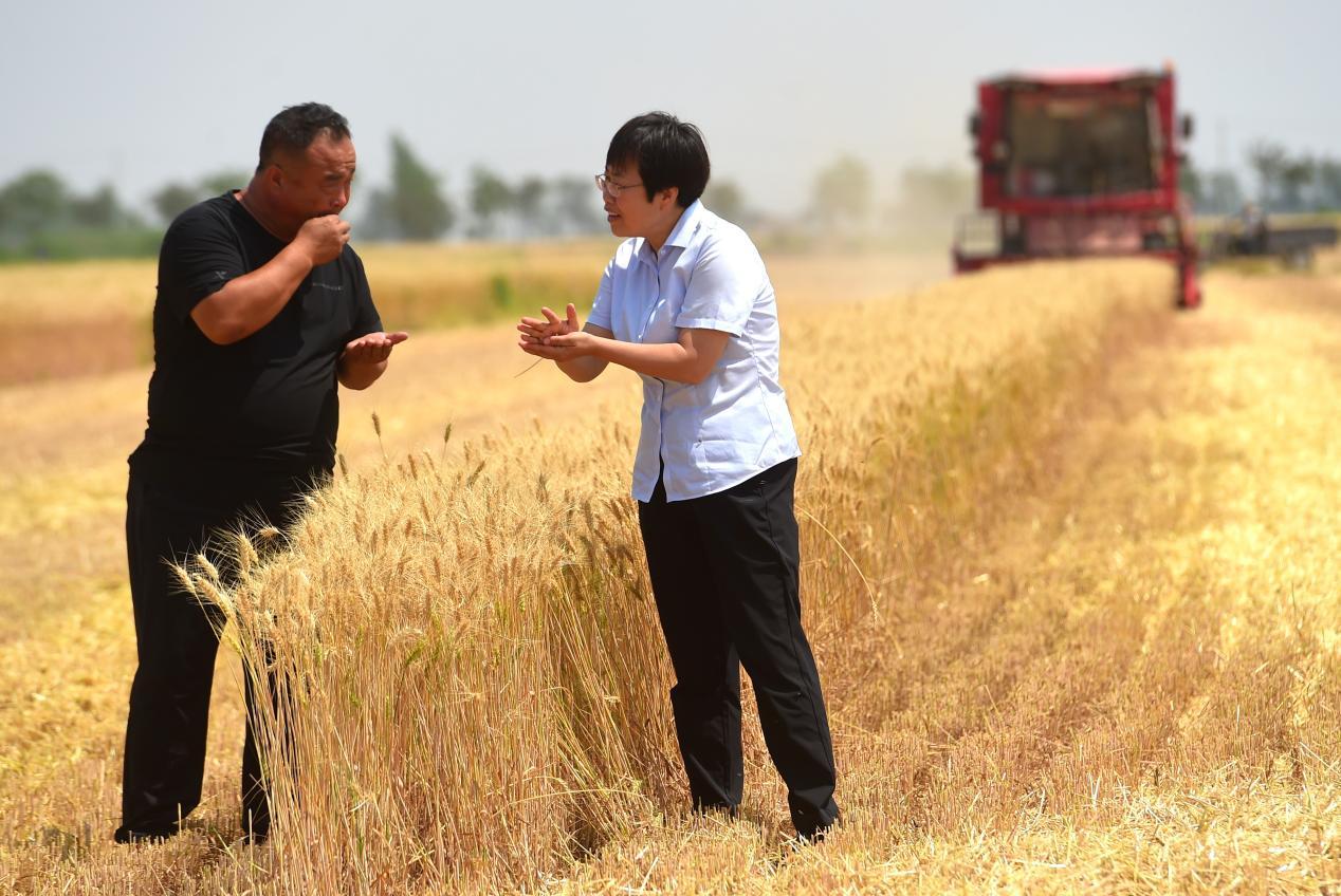 6月8日，沧县兴济镇南堤村党支部挂职副书记温汝翠（右），在组织收割机收割小麦，了解小麦收成情况。傅新春摄