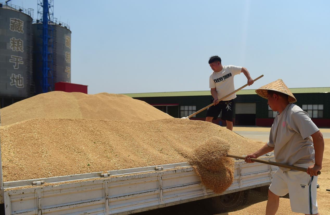 6月8日，沧县春润农业专业合作社的农民在晾晒小麦。傅新春摄