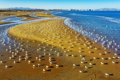 北戴河濕地