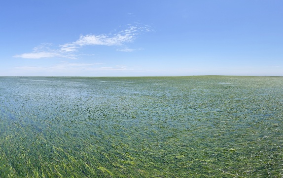 曹妃甸海草床