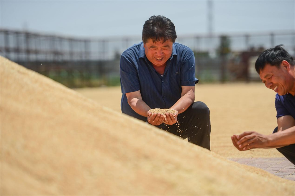 6月10日,沧州渤海新区黄骅市友和种植专业合作社负责人张志清(左)与沧州市农林科学院专家在察看收获的旱碱麦品质。傅新春摄