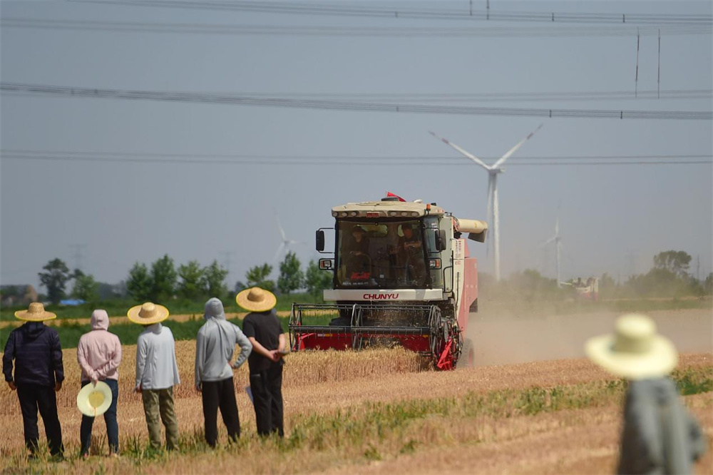 6月10日,沧州渤海新区黄骅市友和种植专业合作社旱碱麦收割现场。傅新春摄