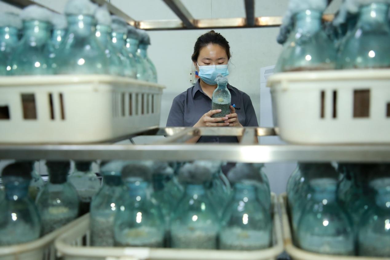 研发人员查看原种生长情况。殷实摄