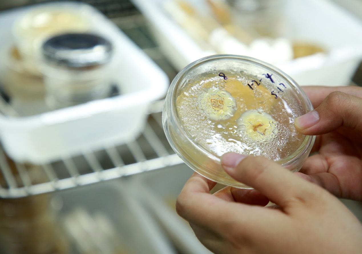 在沧州福农生物科技有限公司的培养室内，工作人员观察银耳菌丝生长情况。殷实摄