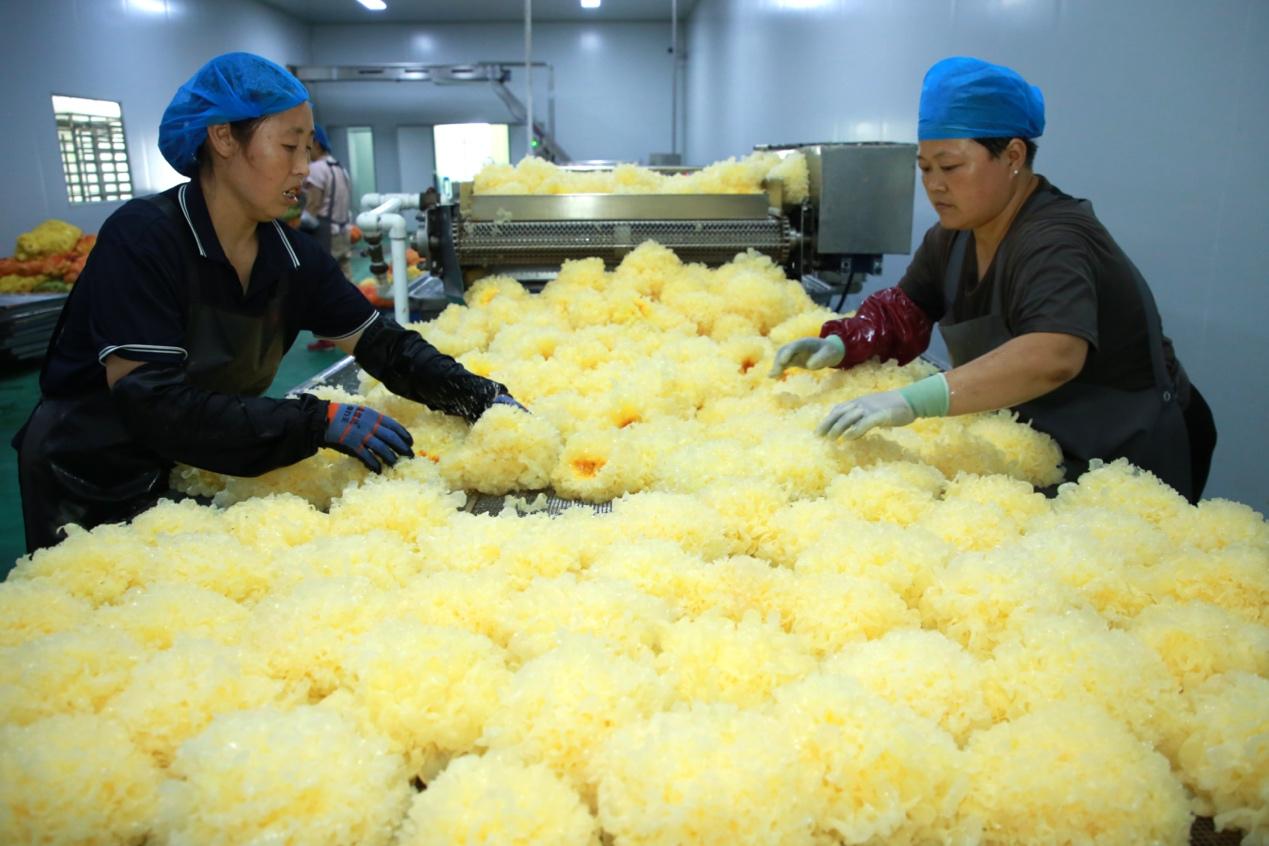 工作人员正在车间内清洗银耳。殷实摄