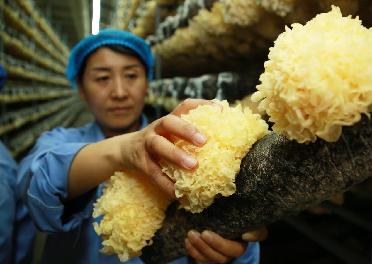 6月12日，在沧州福农生物科技有限公司的生产车间内，一名工作人员在采摘银耳。殷实摄