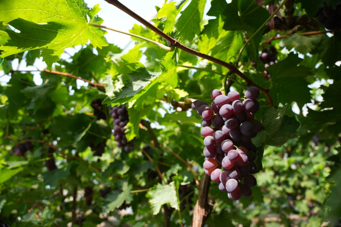 晨光熹微，南大港扣村生态大棚里的玫瑰香葡萄颗颗饱满，成熟待摘。刘冲摄