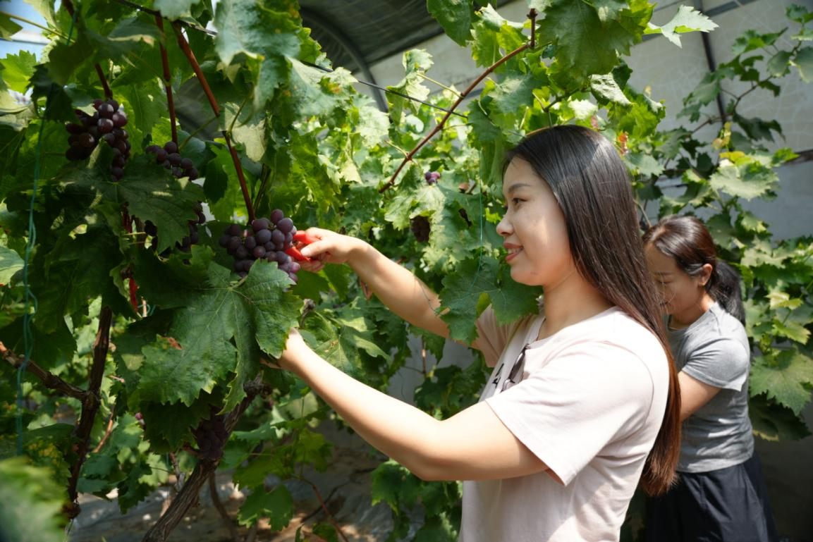 游客正在采摘香甜可口的玫瑰香葡萄。李晓琳摄