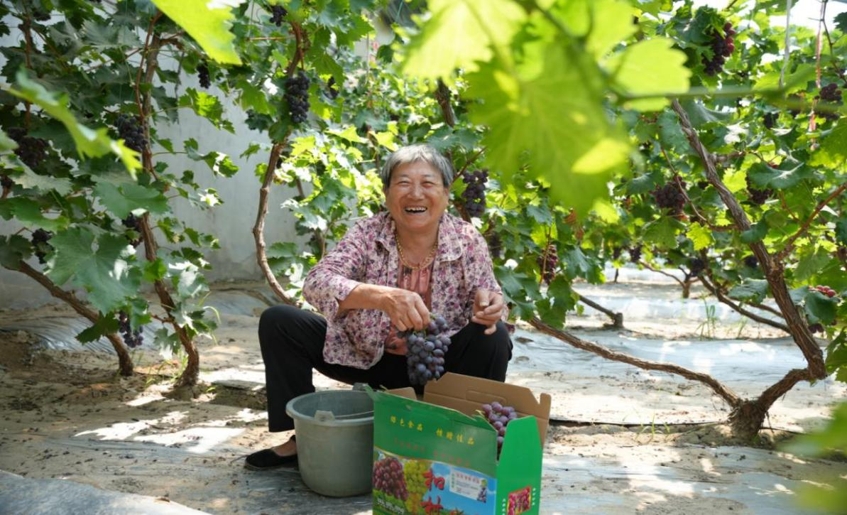 今年葡萄大丰收，种植户许恩霞喜笑颜开。梁红双摄