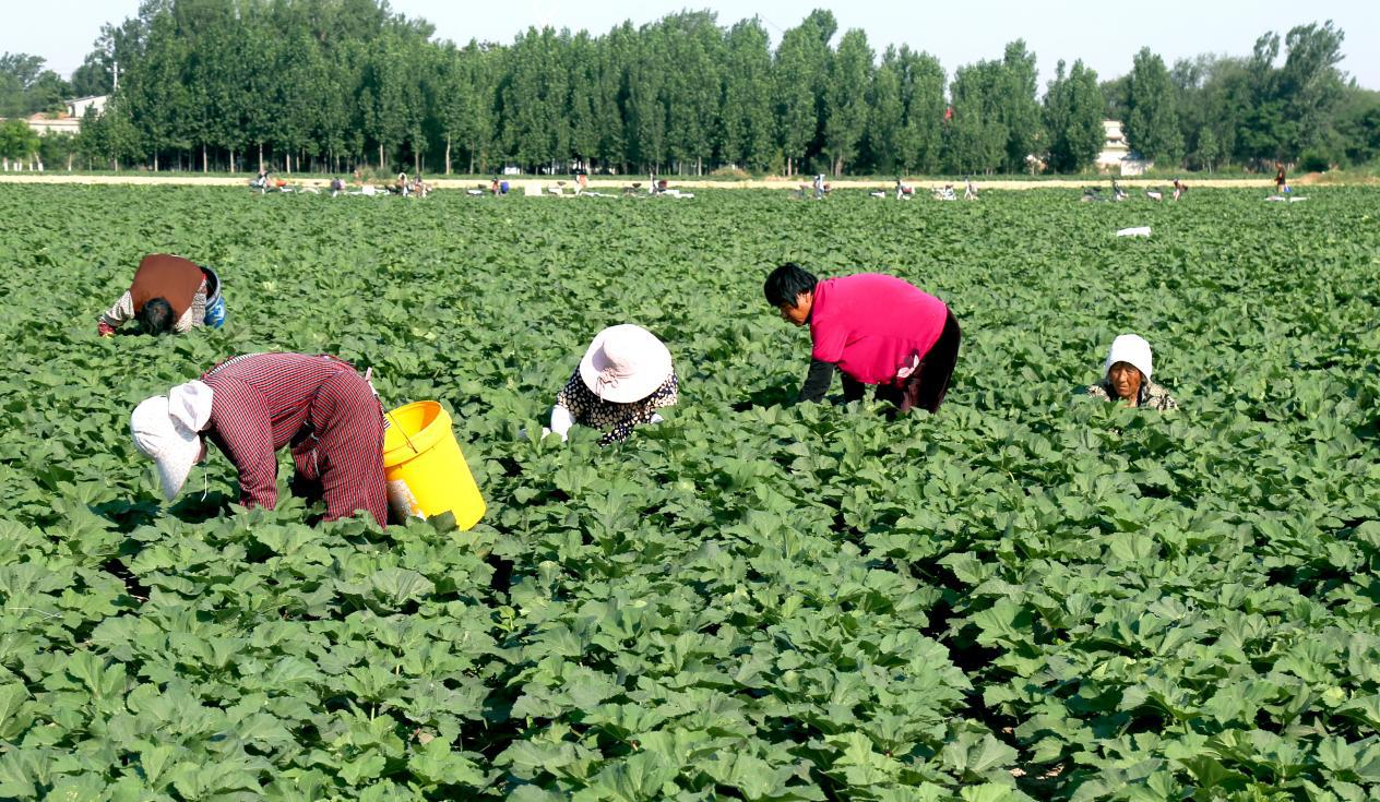 馆陶县柴堡镇后胡堡村黄秋葵种植基地，工人在采摘黄秋葵。郭江鹏摄