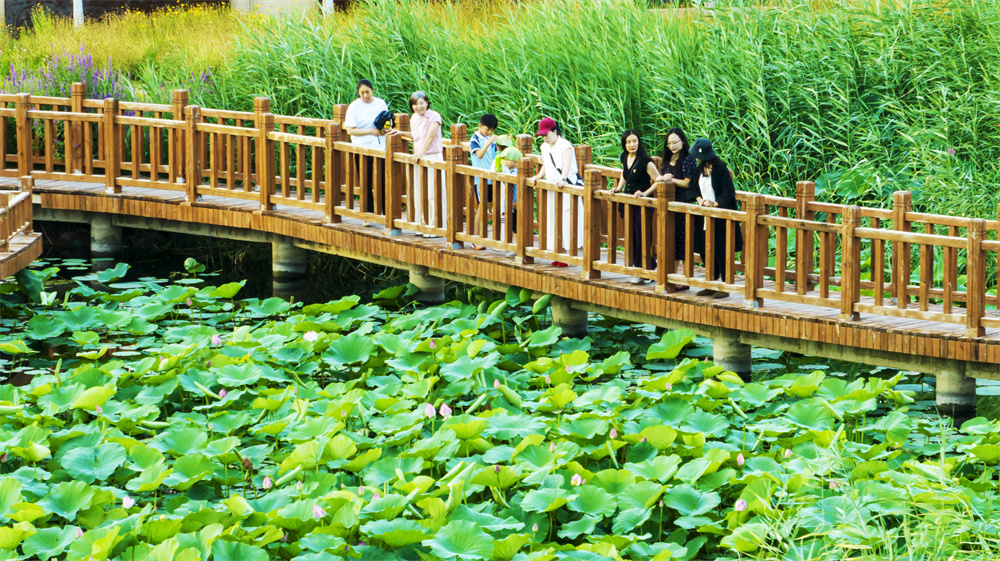 日前，河北省邯郸市复兴区沁竹园荷花盛开，市民和游客在欣赏美景。聂长青摄