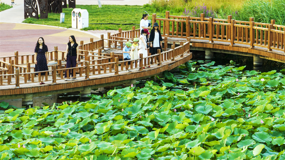 日前，河北省邯郸市复兴区沁竹园荷花盛开，市民和游客在欣赏美景。聂长青摄