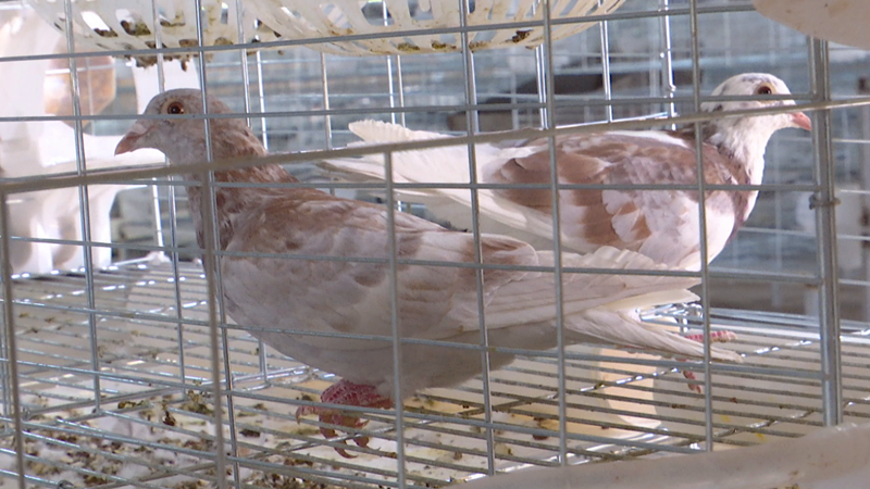 周大伟供图