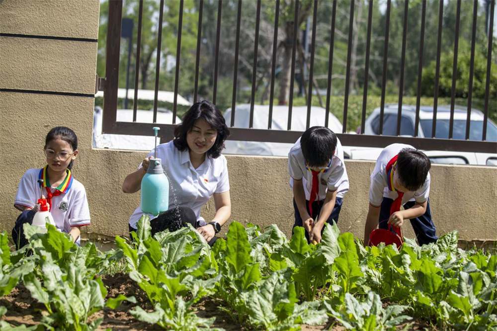 河北省邯郸市复兴区八一小学校园内，孩子们在老师带领下，为蔬菜松土浇水。聂长青摄