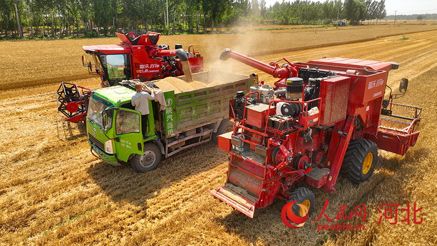 饱满的麦粒从出粮口倾泻而出。人民网记者 李兆民摄