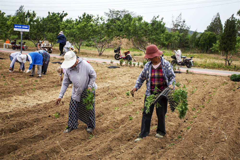 6月25日，河北省邯鄲市復興區二六七二街道東高河村，村民正栽種萬壽菊。聶長青攝