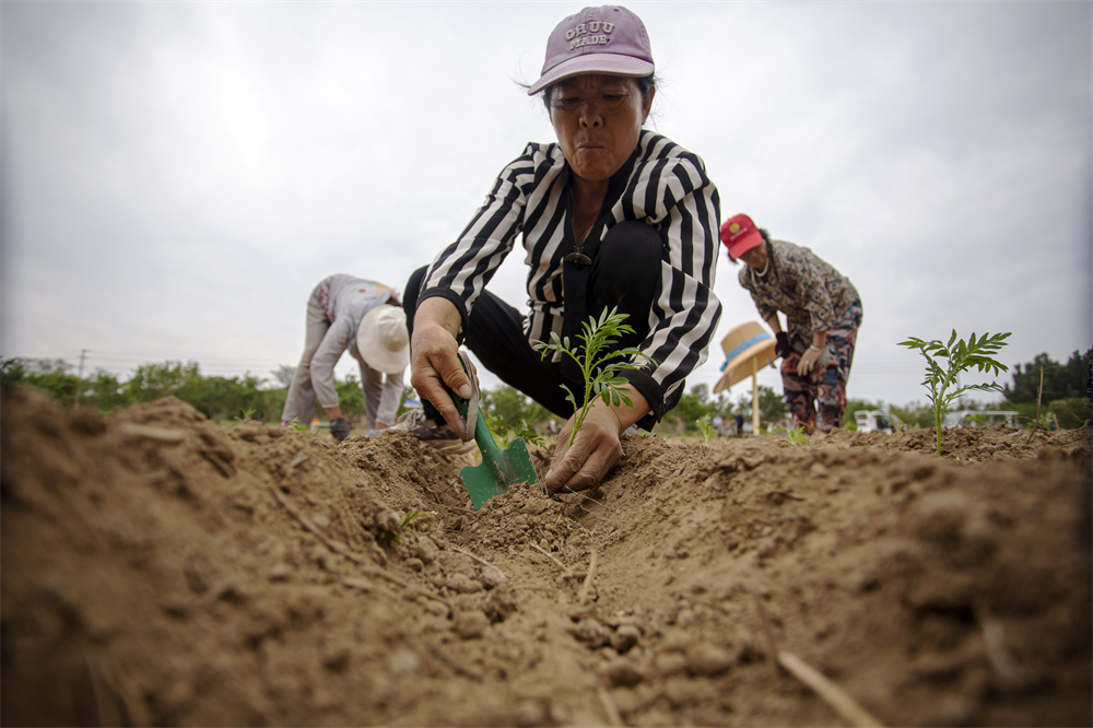 6月25日，河北省邯郸市复兴区二六七二街道东高河村，村民正栽种万寿菊。聂长青摄