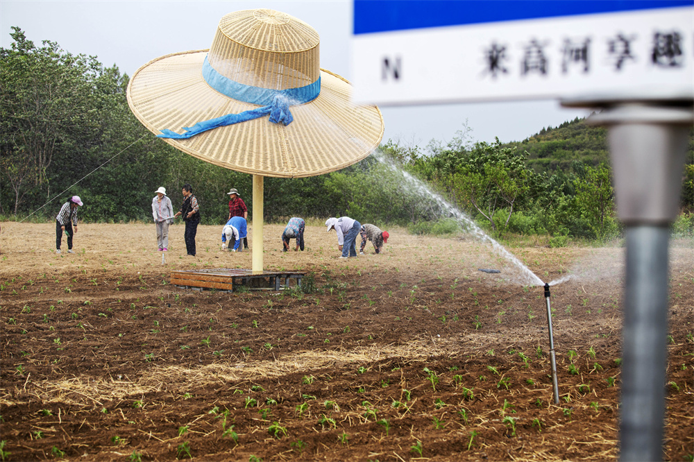 6月25日,河北省邯鄲市復興區二六七二街道東高河村,村民正栽種萬壽菊。聶長青攝