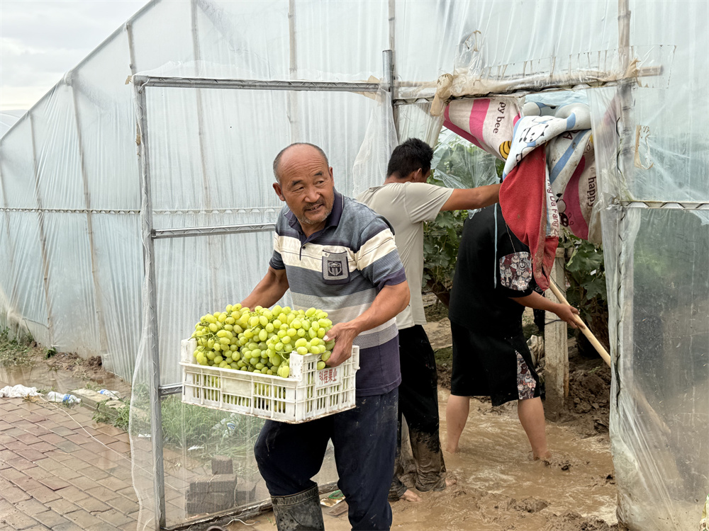 村民们正在将葡萄搬运出大棚。王玮摄