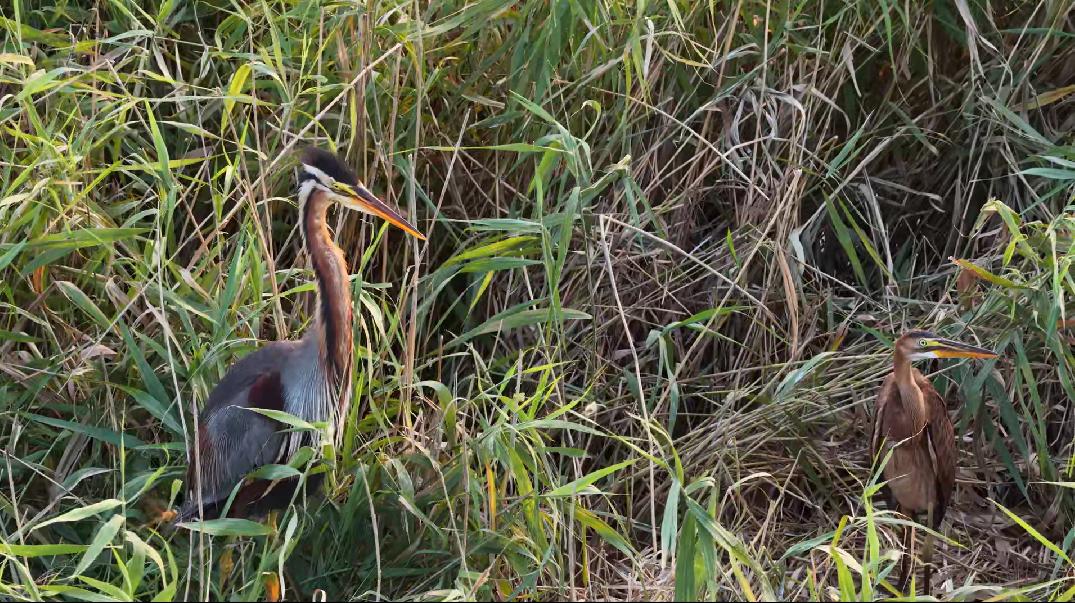 草鹭幼鸟与成鸟。宋文峰摄