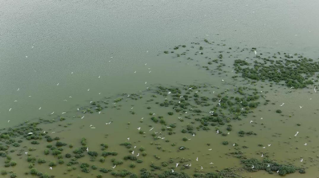 镜头下的湿地夏日美景。宋文峰摄