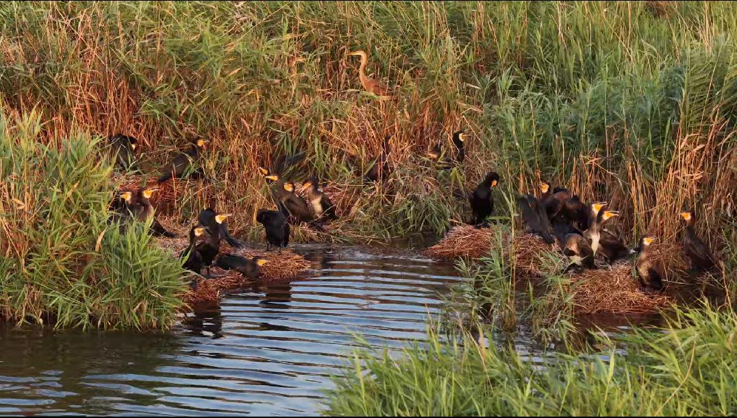 普通鸬鹚在湿地栖息。宋文峰摄