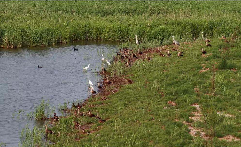 众鸟群栖湿地乐园。宋文峰摄
