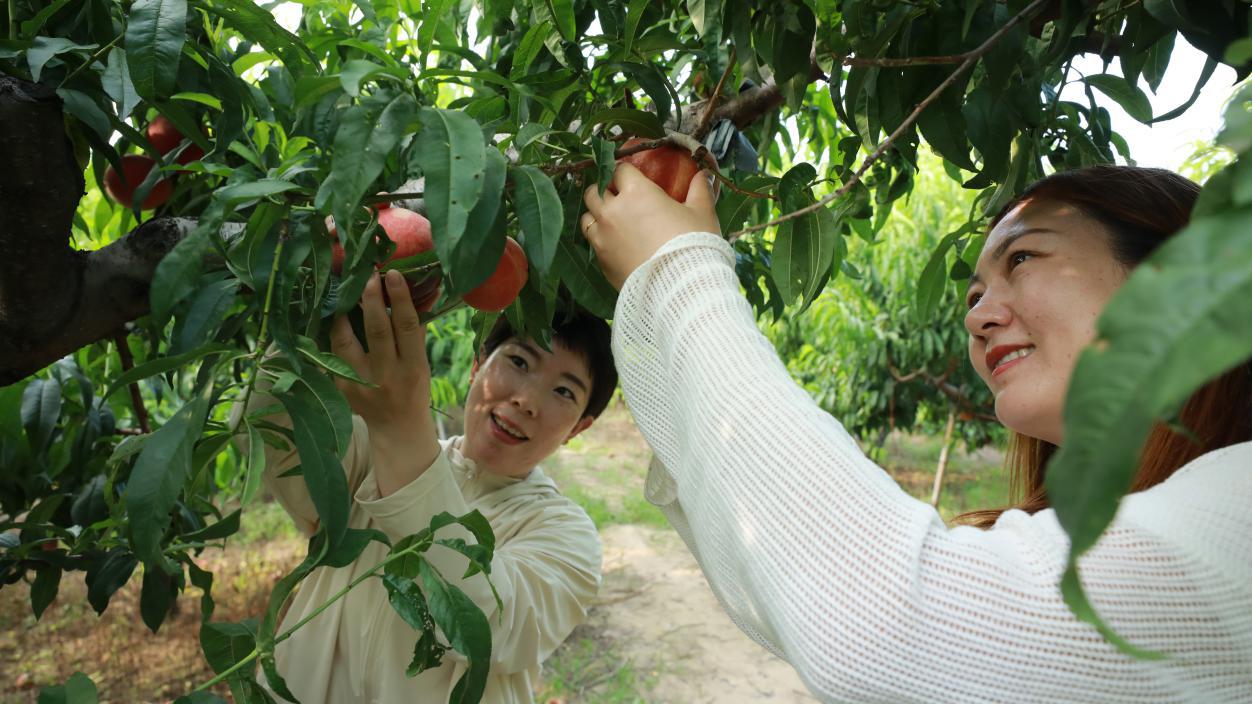 胥各庄镇桃园内，游客正在采摘鲜桃。张良摄
