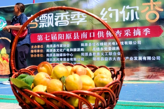 阳原县高墙乡南口村采摘季活动现场。王玉萍摄