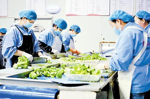 7月1日，河北农速源冷链物流有限公司净菜加工车间，工人们正在切分新鲜的西蓝花。 本报记者 焦磊摄