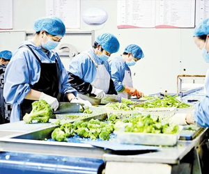 完善产业全链条,助力"河北净菜"新鲜直达
