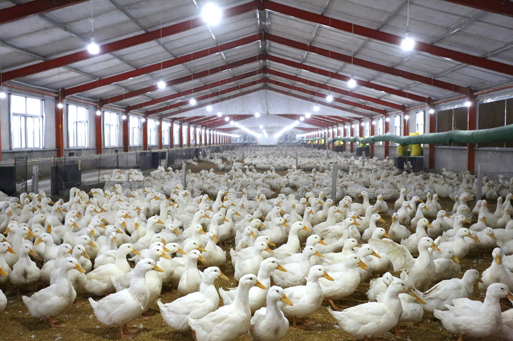 肉鸭养殖基地。李世杰摄