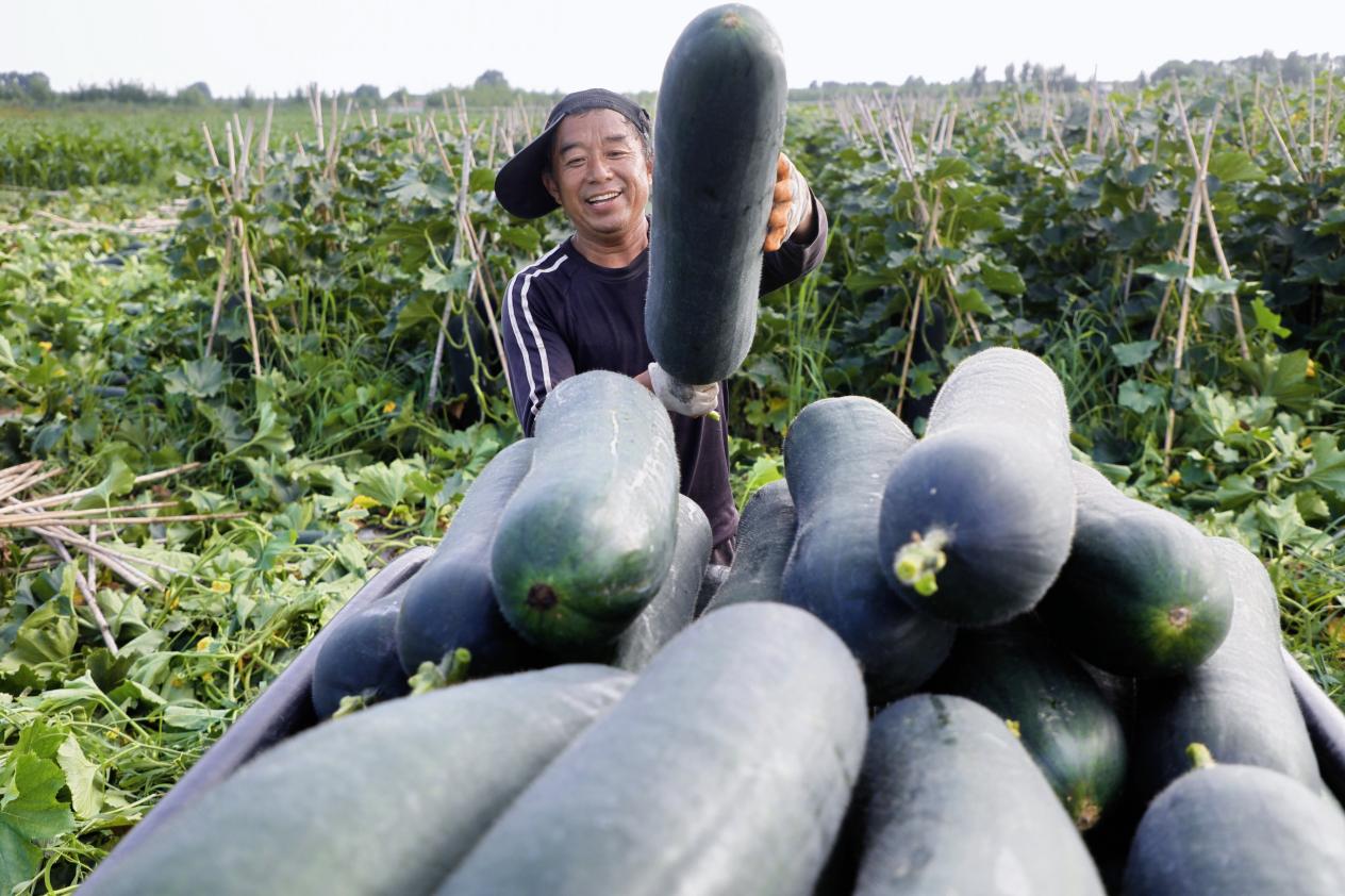 在丰南区大新庄镇孟庄子村冬瓜种植基地,农户们正忙着装运冬瓜。陈军摄