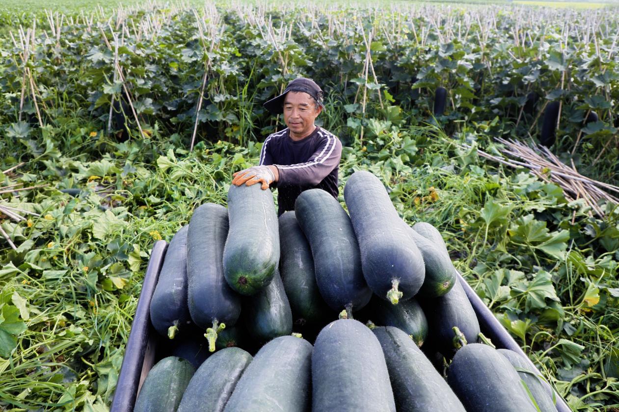 在丰南区大新庄镇孟庄子村冬瓜种植基地，农户们正忙着装运冬瓜。陈军摄