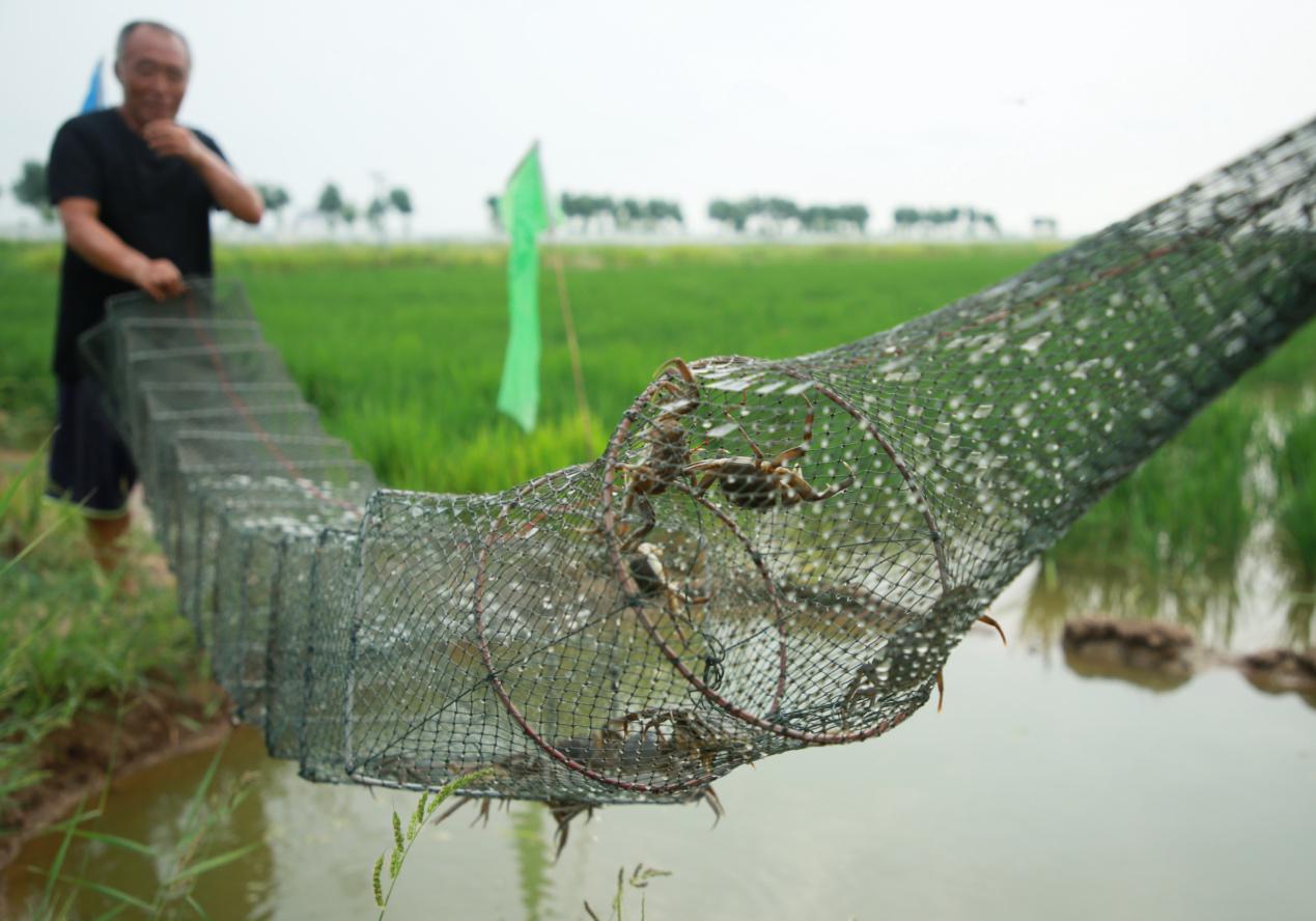 7月29日，在河北省滄縣興濟鎮南堤村春潤農業專業合作社稻田水產養殖基地內，工作人員正在忙碌工作。殷實攝