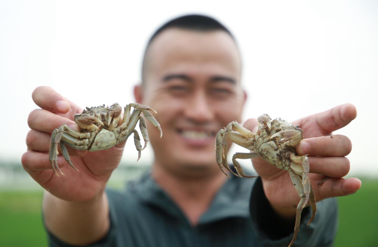 河北省滄縣興濟鎮南堤村春潤農業專業合作社的工作人員展示稻田蟹。殷實攝